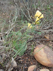 Freesia corymbosa