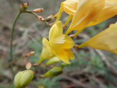 Freesia corymbosa