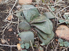 Gasteria nitida armstrongii