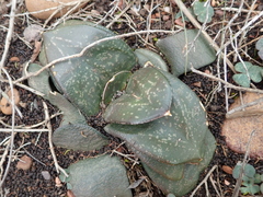 Gasteria nitida armstrongii