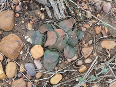 Gasteria nitida armstrongii