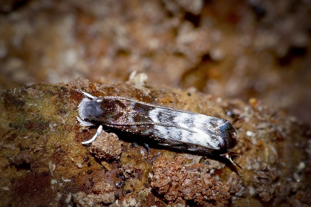 Eugennaea