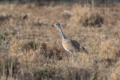Eupodotis senegalensis