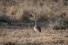 Eupodotis senegalensis