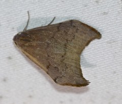 Macaduma