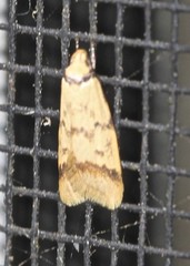 Heteroteucha anthodora