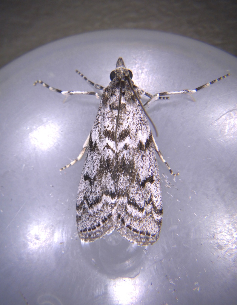 Pyla insinuatrix