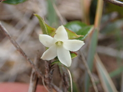 Diospyros scabrida cordata