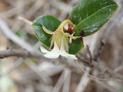 Diospyros scabrida cordata