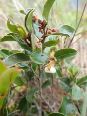 Diospyros scabrida cordata