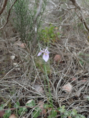 Moraea algoensis