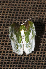 Eucyclodes semialba
