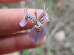 Moraea algoensis