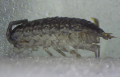 Porcellio achilleionensis