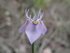 Moraea algoensis