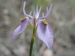 Moraea algoensis