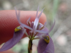 Moraea algoensis