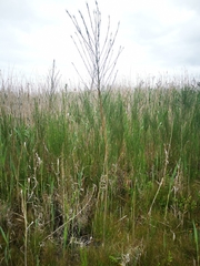Psoralea filifolia