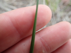 Moraea algoensis