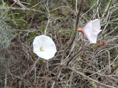 Convolvulus capensis