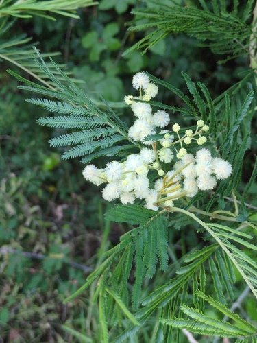 Acacia mearnsii