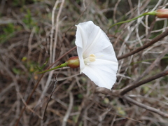 Convolvulus capensis