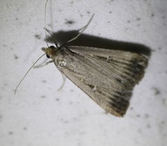 Tathorhynchus fallax