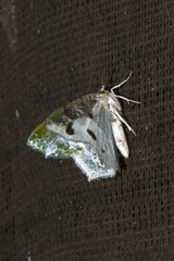 Eucyclodes semialba