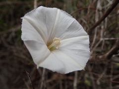 Convolvulus capensis
