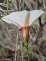 Convolvulus capensis