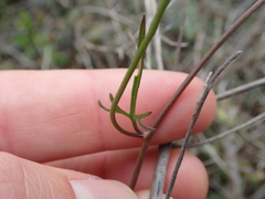 Convolvulus capensis