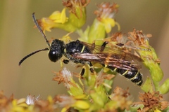 Cerceris atramontensis