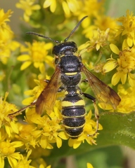 Cerceris atramontensis