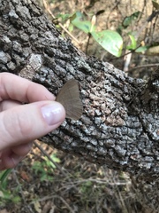 Nhambikuara cerradensis