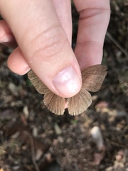 Nhambikuara cerradensis