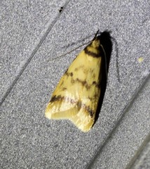 Heteroteucha anthodora