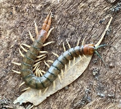 Cormocephalus aurantiipes