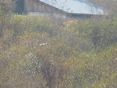 Accipiter nisus