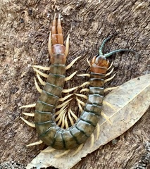 Cormocephalus aurantiipes