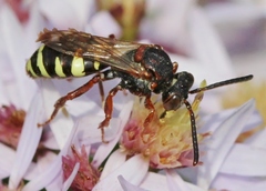 Nomada vicina
