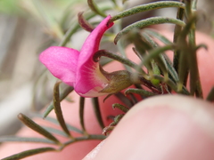 Tephrosia capensis
