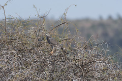 Melierax poliopterus