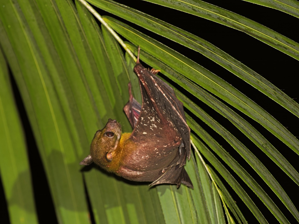 Beaufort's Naked-backed Fruit Bat