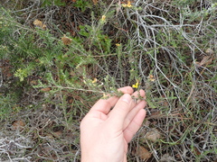 Aspalathus chortophila