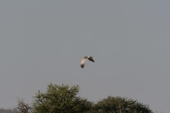 Melierax poliopterus