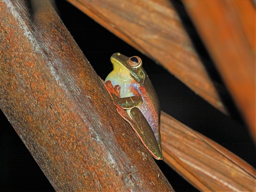 Nyctimystes purpureolatus, 2025-07-05