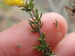 Aspalathus chortophila