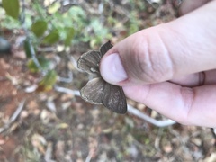 Nhambikuara cerradensis