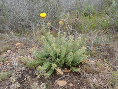 Berkheya angustifolia