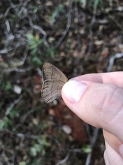 Nhambikuara cerradensis